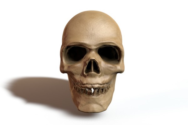 3d model skull - Skull by locoleon
