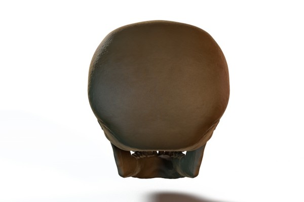 3d model skull - Skull by locoleon