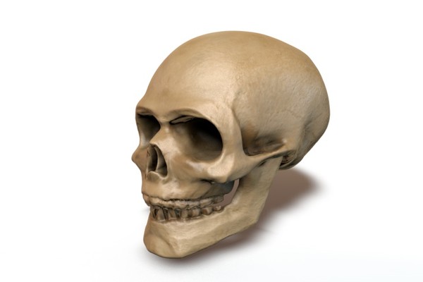3d model skull - Skull by locoleon