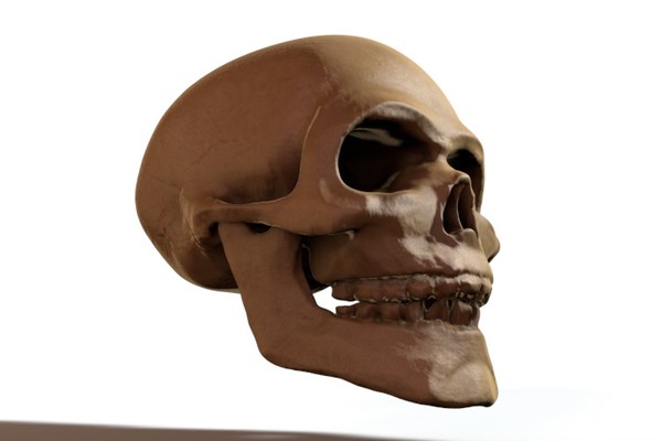 3d model skull - Skull by locoleon