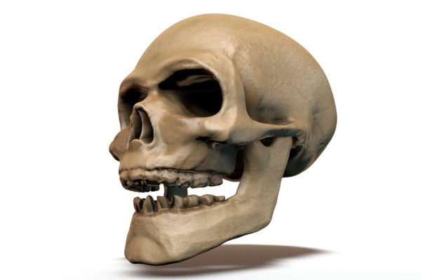 3d model skull - Skull by locoleon