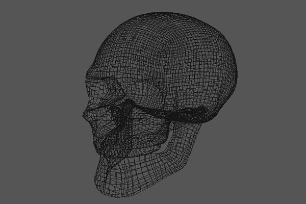 3d model skull - Skull by locoleon