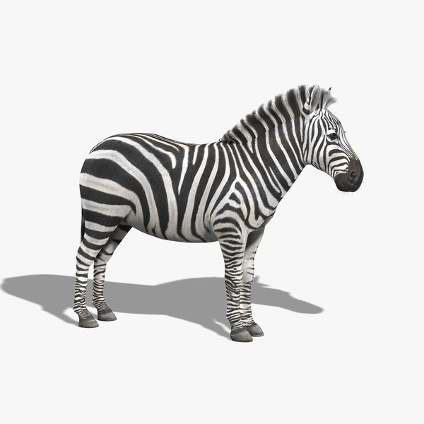 3dsmax photorealistic zebra fur - Zebra (FUR) by Massimo Righi