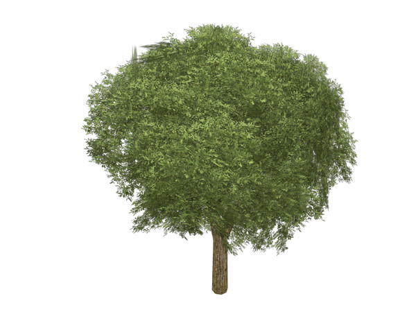 3d model birch tree - Birch Tree by explorer3D