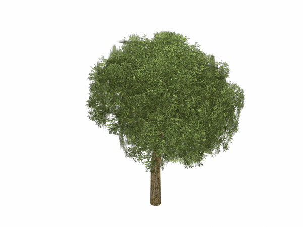 3d model birch tree - Birch Tree by explorer3D