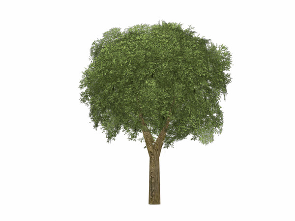 3d model birch tree - Birch Tree by explorer3D
