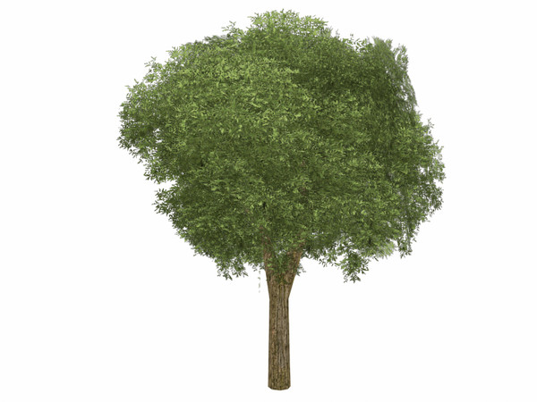 3d model birch tree - Birch Tree by explorer3D