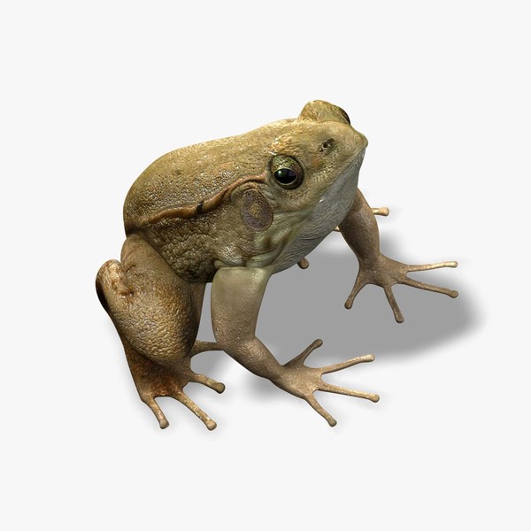 photorealistic green frog 3d model - Green Frog by Massimo Righi