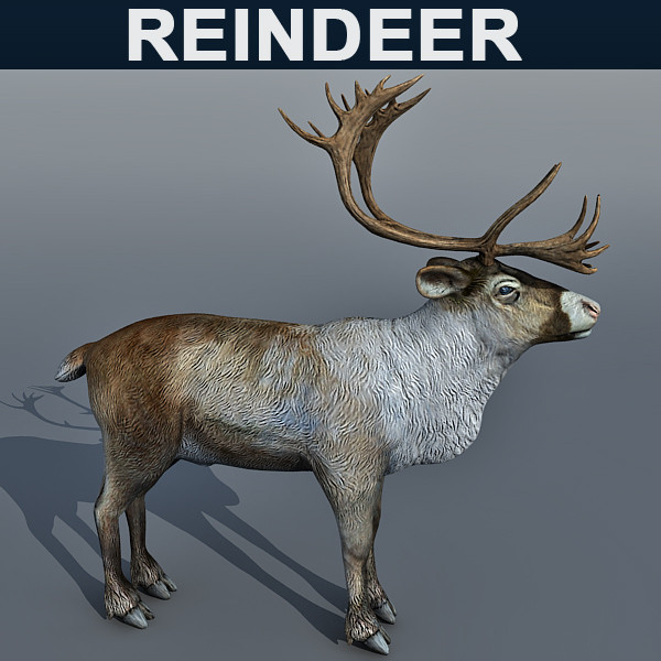 max reindeer deer - Reindeer 3d model by Eric.Levi