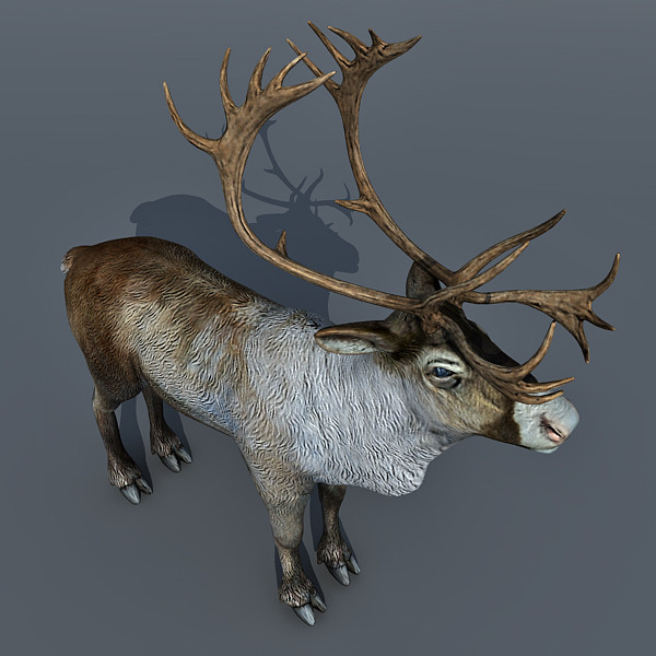 max reindeer deer - Reindeer 3d model by Eric.Levi
