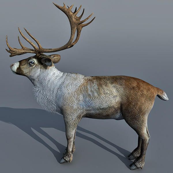max reindeer deer - Reindeer 3d model by Eric.Levi