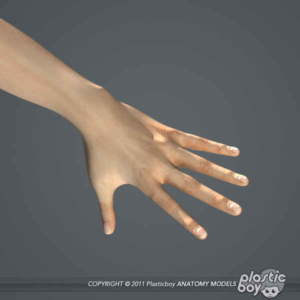 max realistic human male female - Male and Female Body Anatomy V04 (Textured) by plasticboy