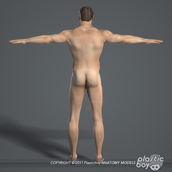 max realistic human male female - Male and Female Body Anatomy V04 (Textured) by plasticboy