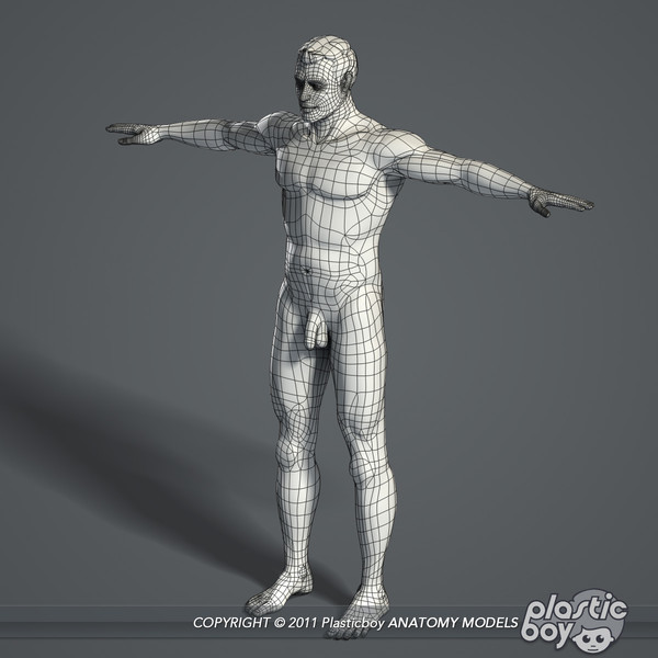 max realistic human male female - Male and Female Body Anatomy V04 (Textured) by plasticboy