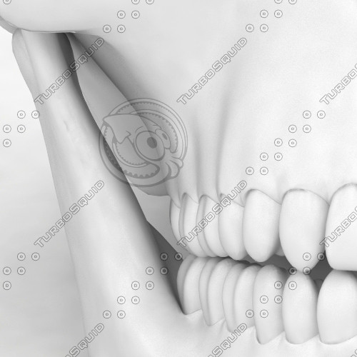 skull jaw teeth 3d model - Skull HQ by piren