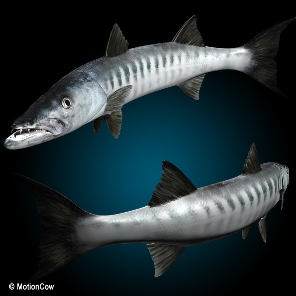 barracuda fish max - Barracuda by MotionCow