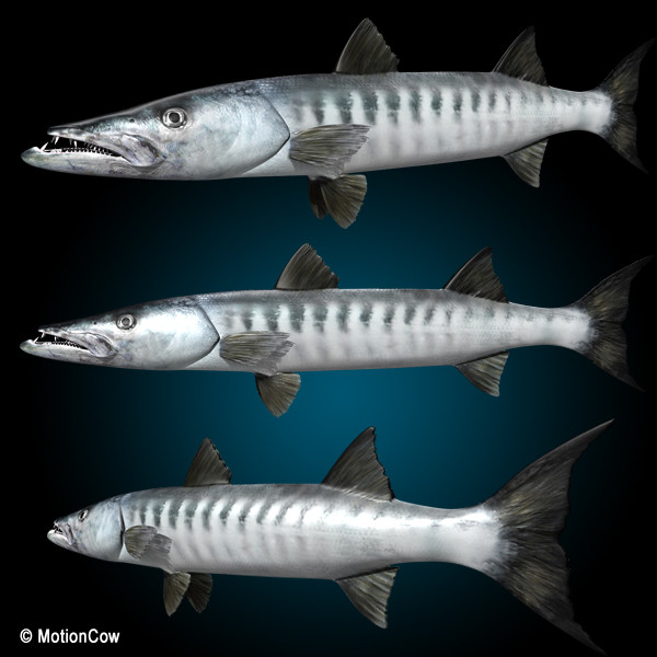 barracuda fish max - Barracuda by MotionCow