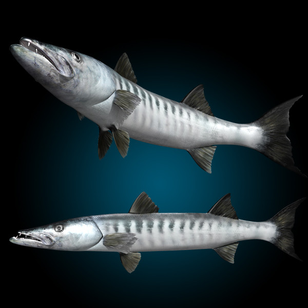 barracuda fish max - Barracuda by MotionCow
