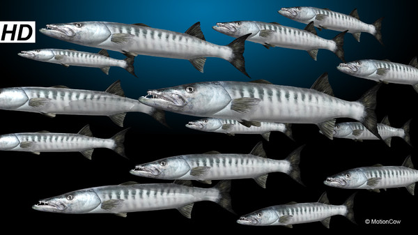 barracuda fish max - Barracuda by MotionCow