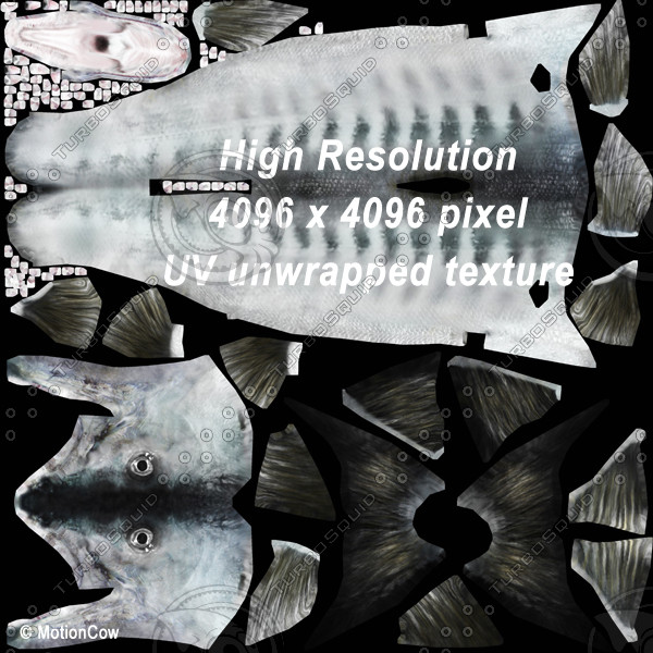 barracuda fish max - Barracuda by MotionCow