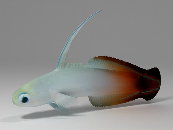 goby nemateleotris magnifica max - Fire Goby by 3dsam79
