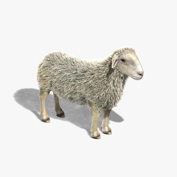 3d sheep fur - Sheep (FUR) by Massimo Righi