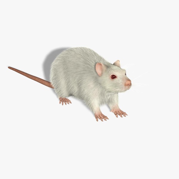 3d rats fur model - Rats (FUR) by Massimo Righi