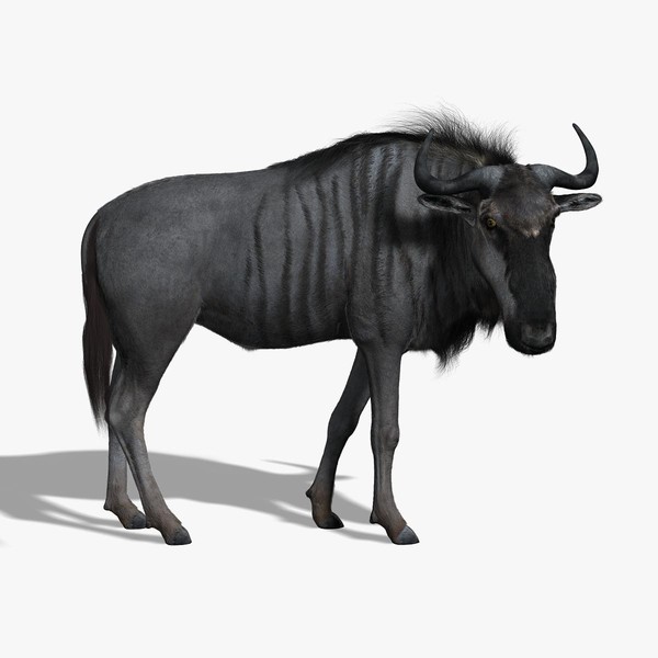 wildebeest rigged fur 3d model - Wildebeest  (FUR) (RIGGED) by Massimo Righi