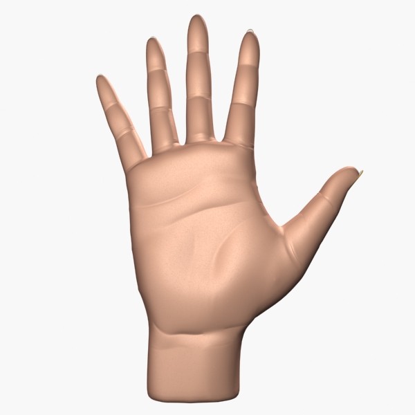 realistic female hand 3d model - Female Hand by shank3d