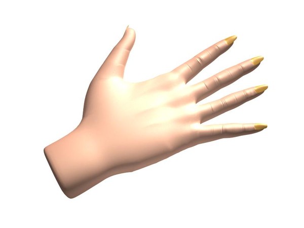 realistic female hand 3d model - Female Hand by shank3d