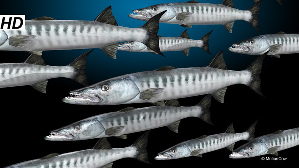 barracuda fish max - Barracuda by MotionCow