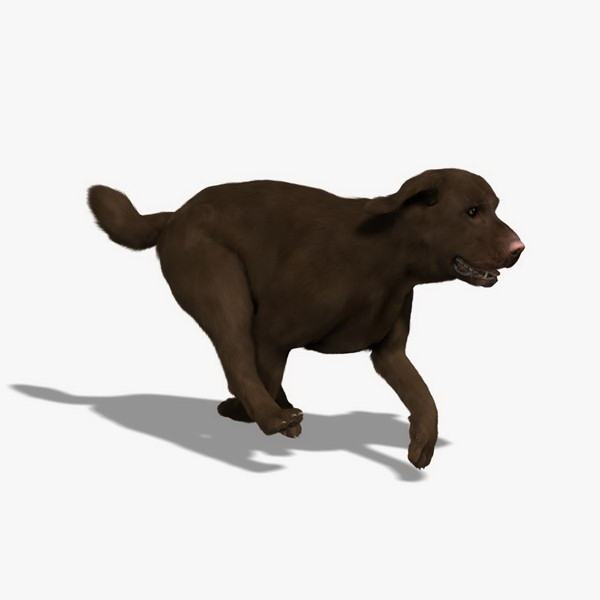 labrador chocolate - fur 3d model - Labrador - Chocolate (FUR) (ANIMATED) by Massimo Righi