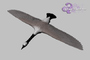 3d canadian goose model
