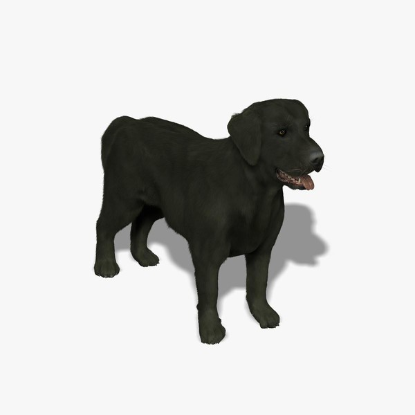 labrador black dog - 3d model - Labrador - Black (FUR) by Massimo Righi