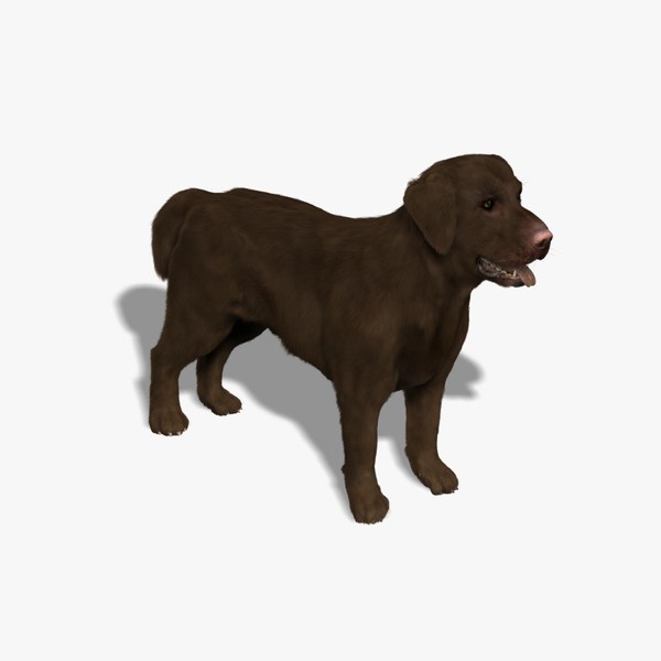 3d model labrador chocolate dog - - Labrador - Chocolate (FUR) by Massimo Righi