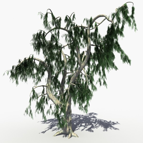 3d realistic acacia tree - Acacia Salicina Tree by solarseas