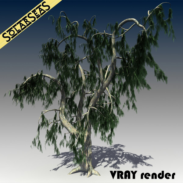 3d realistic acacia tree - Acacia Salicina Tree by solarseas