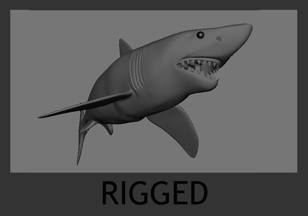ma great white shark - Great White Shark by SJJWalsh