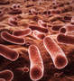 Bacteria Red