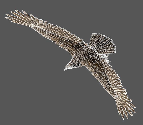 hawk eagle 3d obj - Animated Hawk... by NONECG