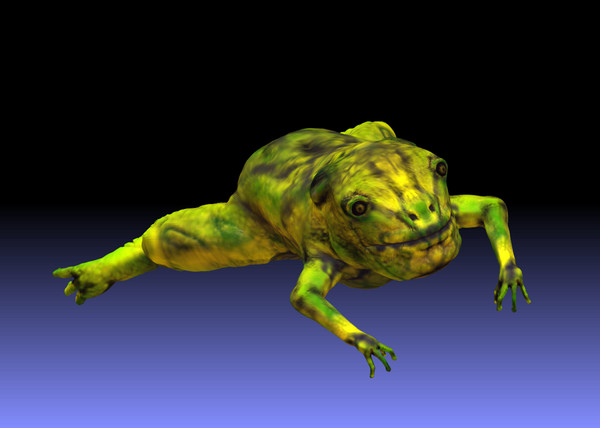 frog 3d model - forg by LuciOroles