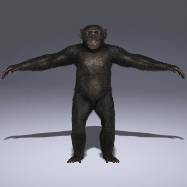 chimp fur 3d ma - Chimp (FUR) by Massimo Righi
