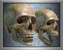 3d model of human skull