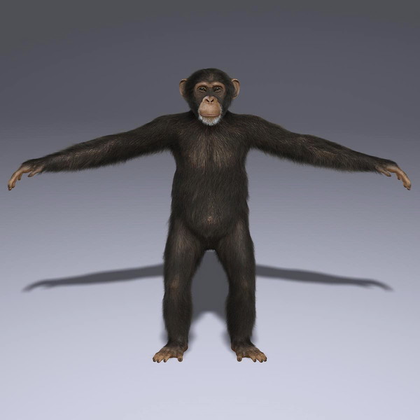 chimp fur primate x - Chimp (2) (FUR) by Massimo Righi