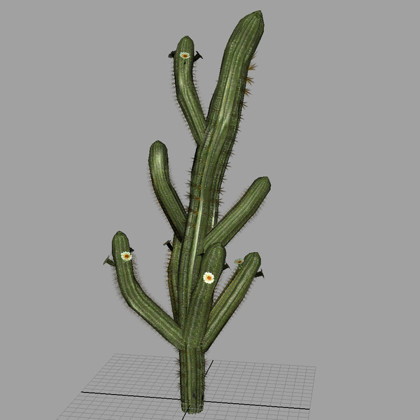 3d saguaro cactus model - Saguaro Cactus by The Maya Guy