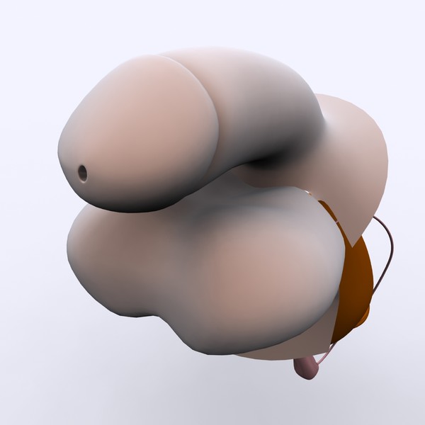 3ds max reproductive basic - Male Reproductive System Basic... by MotionMediaWorkshop