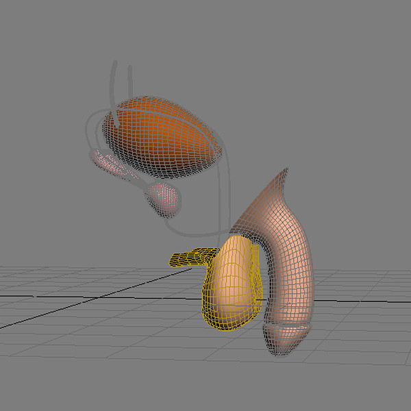 3ds max reproductive basic - Male Reproductive System Basic... by MotionMediaWorkshop