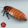 3d model madagascar hissing cockroach