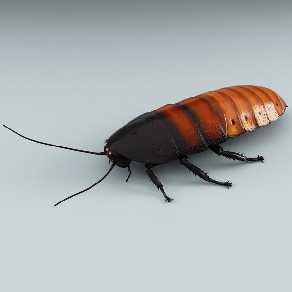 3d model madagascar hissing cockroach - Madagascar Hissing Cockroach... by 3d_molier
