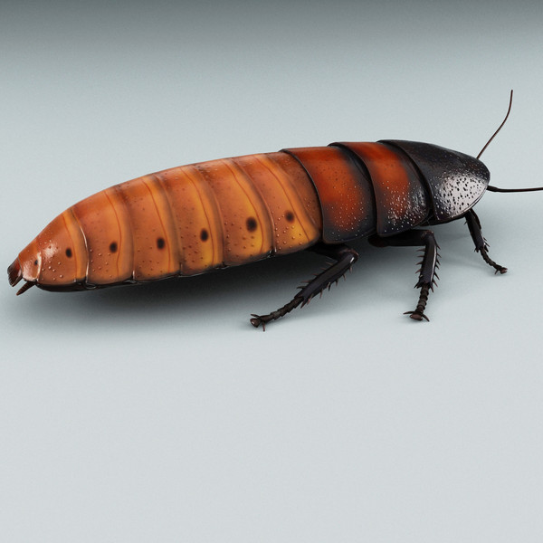 3d model madagascar hissing cockroach - Madagascar Hissing Cockroach... by 3d_molier